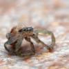 Philodromus sp.
